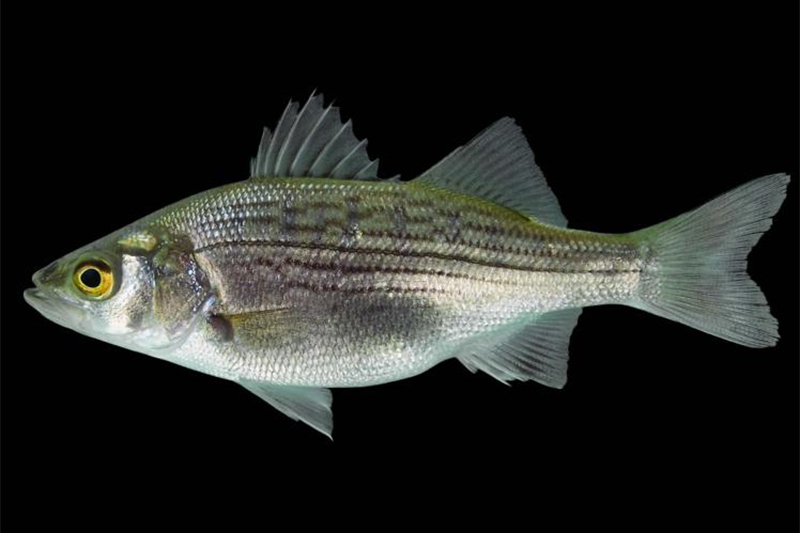 Nutritional value of rock perch